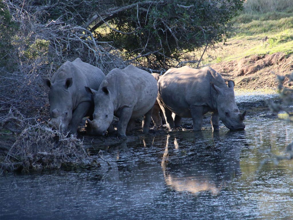 Eastern-Cape-Safari_Rhinos-at-Waters-Edge