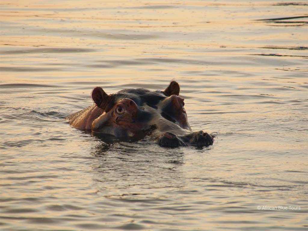KwaZulu_Natal_Hippo_Safari