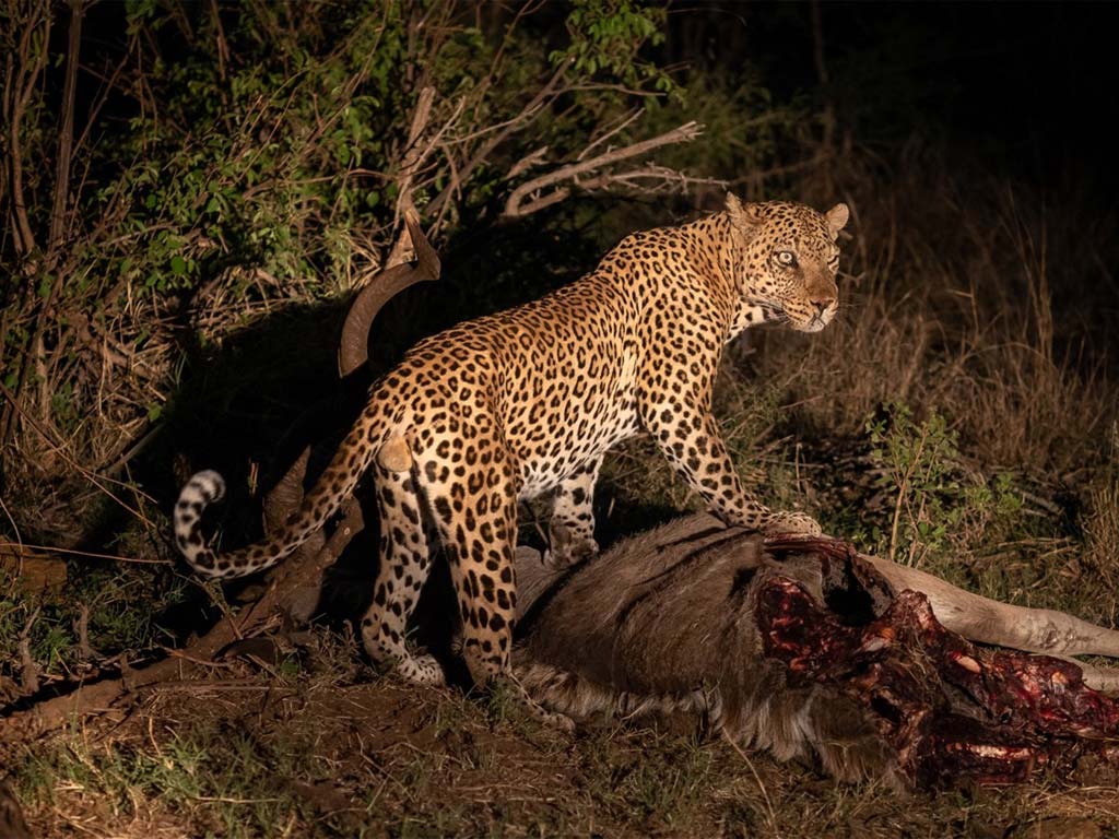 Leopard-in-the-Greater-Kruger-at-Night