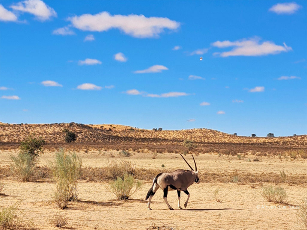 Northern-Cape_Oryx-on-Safari