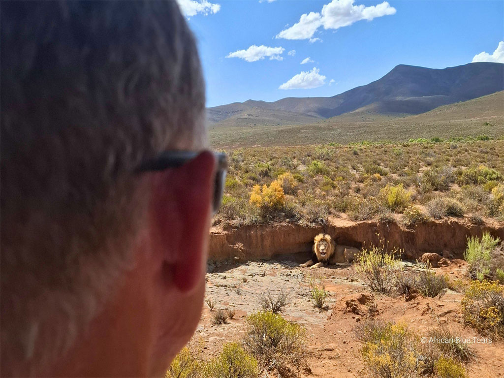 Western-Cape-Safari_Lion-with-David-in-foreground